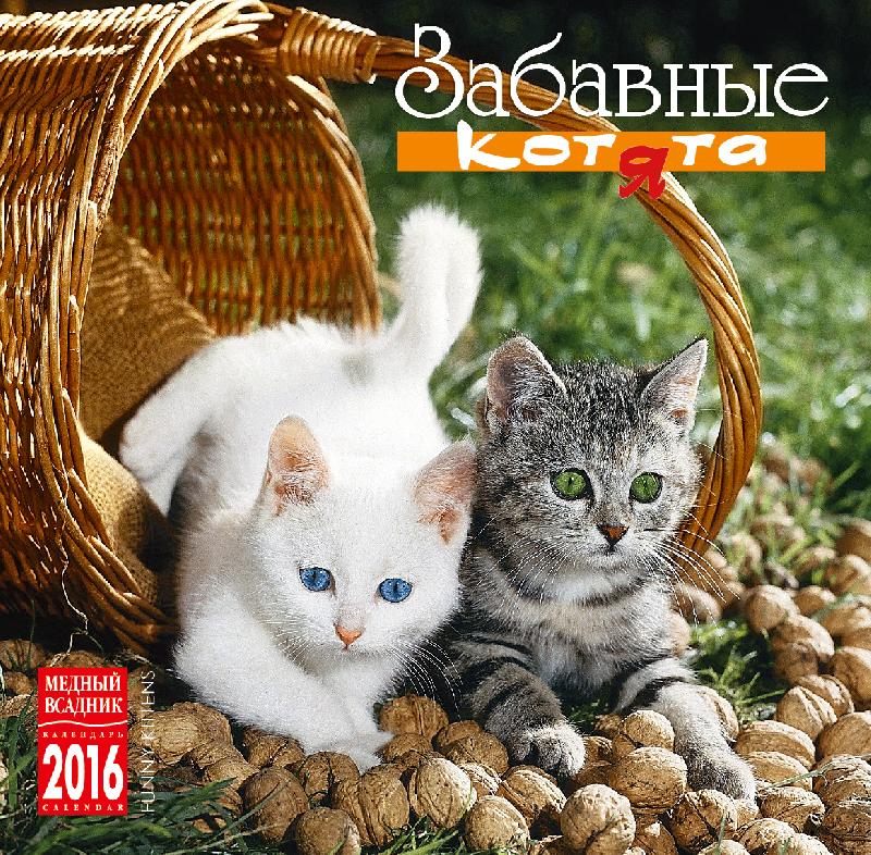 Funny Kittens Calendar 2016 Product Sku F 136007