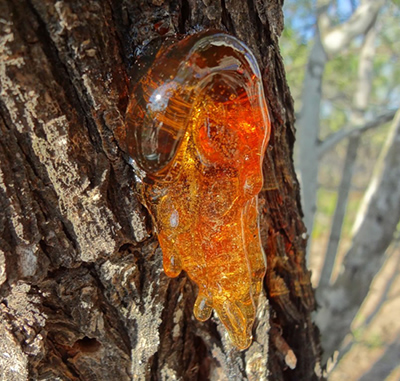 amber ancient pine trees