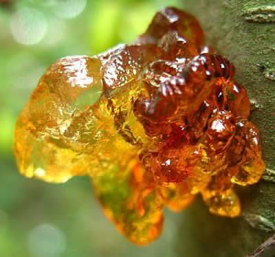 amber ancient pine trees